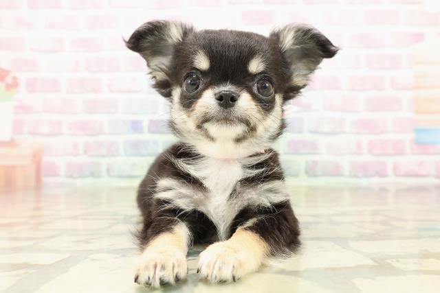 東京都のチワワ(ロング) (Coo&RIKU広尾店/2025年10月18日生まれ/女の子/ブラックタンホワイト)の子犬の1枚目の画像