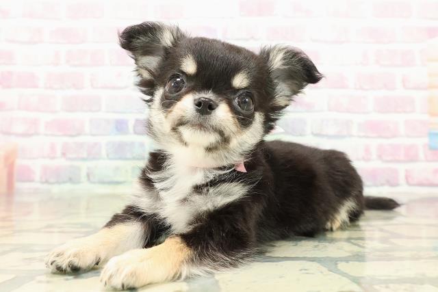 東京都のチワワ(ロング) (Coo&RIKU広尾店/2025年10月18日生まれ/女の子/ブラックタンホワイト)の子犬の2枚目の画像