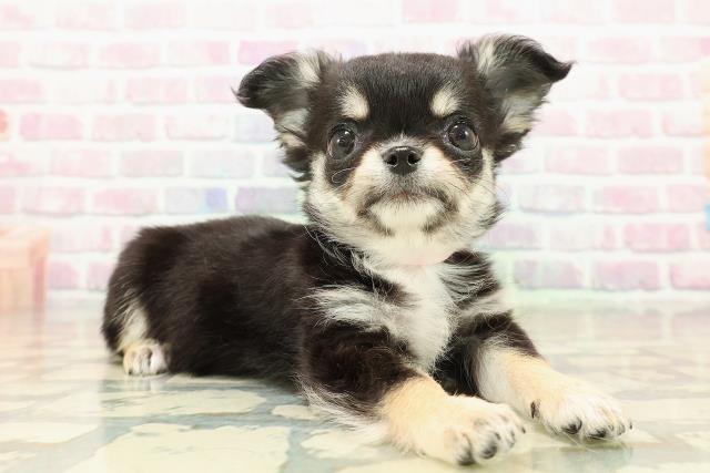 東京都のチワワ(ロング) (Coo&RIKU広尾店/2025年10月18日生まれ/女の子/ブラックタンホワイト)の子犬の3枚目の画像