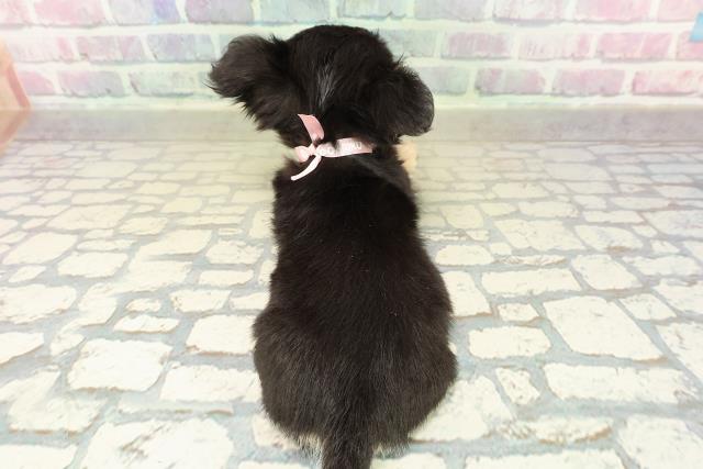 東京都のチワワ(ロング) (Coo&RIKU広尾店/2025年10月18日生まれ/女の子/ブラックタンホワイト)の子犬の4枚目の画像