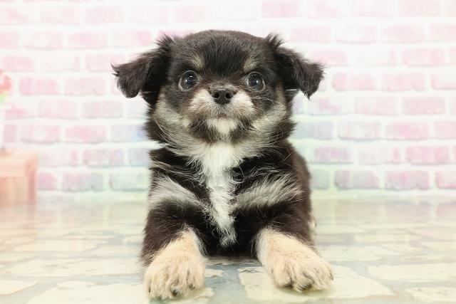 宮城県のチワワ(ロング) (Coo&RIKU仙台太白店/2025年10月20日生まれ/男の子/ブラックタン)の子犬の1枚目の画像