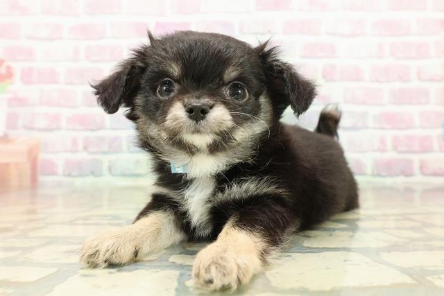 宮城県のチワワ(ロング) (Coo&RIKU仙台太白店/2025年10月20日生まれ/男の子/ブラックタン)の子犬の2枚目の画像