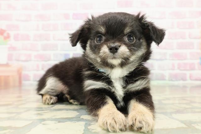 宮城県のチワワ(ロング) (Coo&RIKU仙台太白店/2025年10月20日生まれ/男の子/ブラックタン)の子犬の3枚目の画像