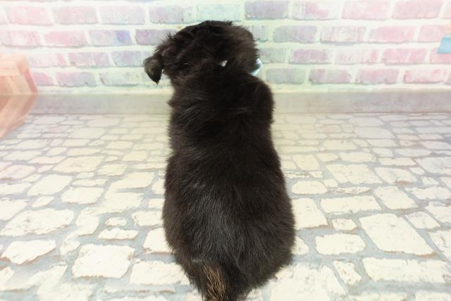 宮城県のチワワ(ロング) (Coo&RIKU仙台太白店/2025年10月20日生まれ/男の子/ブラックタン)の子犬の4枚目の画像