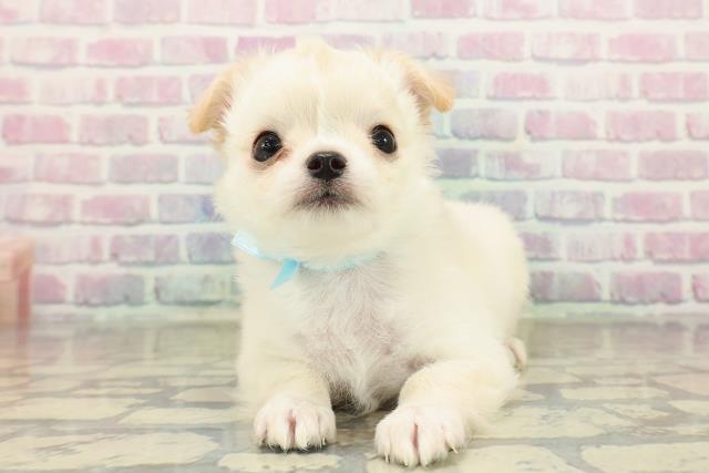 福島県のチワワ(ロング) (Coo&RIKUいわき店/2025年10月20日生まれ/男の子/クリーム)の子犬の1枚目の画像