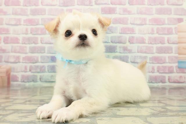 福島県のチワワ(ロング) (Coo&RIKUいわき店/2025年10月20日生まれ/男の子/クリーム)の子犬の2枚目の画像