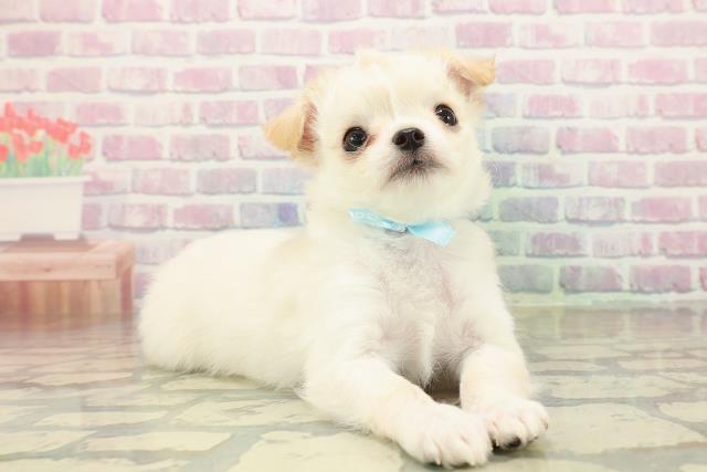 福島県のチワワ(ロング) (Coo&RIKUいわき店/2025年10月20日生まれ/男の子/クリーム)の子犬の3枚目の画像