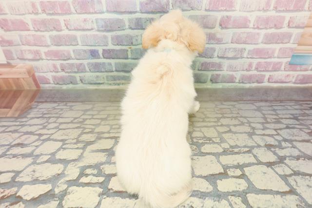 福島県のチワワ(ロング) (Coo&RIKUいわき店/2025年10月20日生まれ/男の子/クリーム)の子犬の4枚目の画像