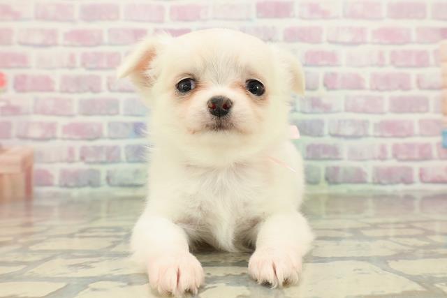 埼玉県のチワワ(ロング) (Coo&RIKU川口戸塚店/2025年10月20日生まれ/女の子/クリーム)の子犬の1枚目の画像