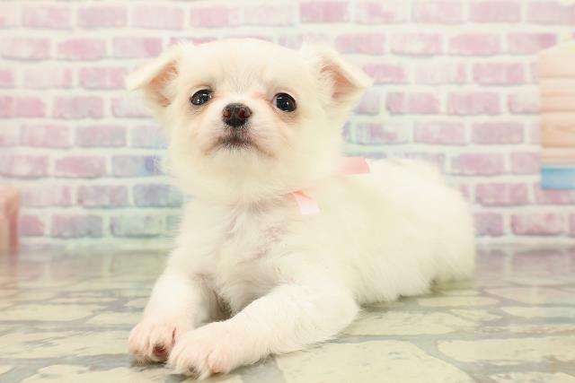 埼玉県のチワワ(ロング) (Coo&RIKU川口戸塚店/2025年10月20日生まれ/女の子/クリーム)の子犬の2枚目の画像