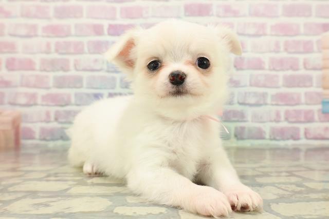 埼玉県のチワワ(ロング) (Coo&RIKU川口戸塚店/2025年10月20日生まれ/女の子/クリーム)の子犬の3枚目の画像