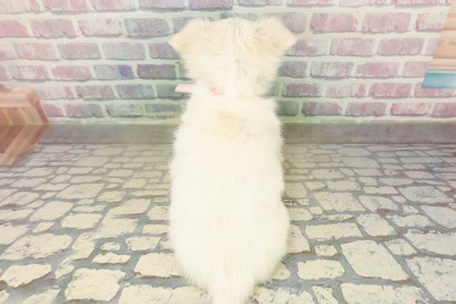 埼玉県のチワワ(ロング) (Coo&RIKU川口戸塚店/2025年10月20日生まれ/女の子/クリーム)の子犬の4枚目の画像