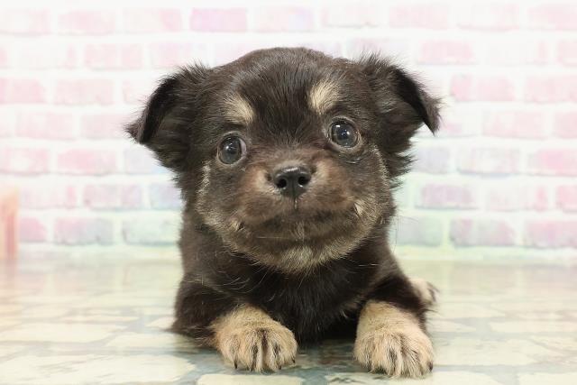 北海道のチワワ(ロング) (Coo&RIKU帯広店/2025年10月20日生まれ/男の子/ブラックタン)の子犬の1枚目の画像