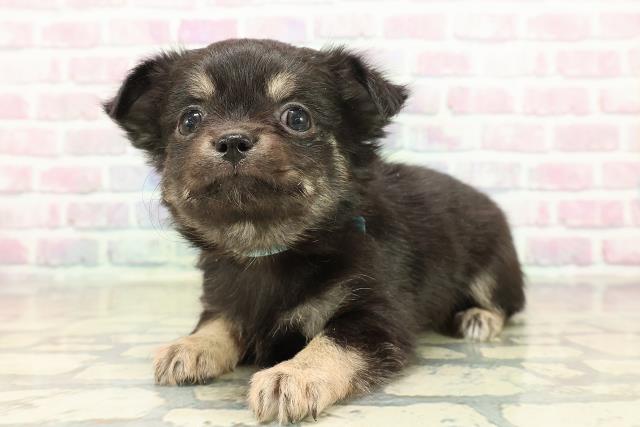 北海道のチワワ(ロング) (Coo&RIKU帯広店/2025年10月20日生まれ/男の子/ブラックタン)の子犬の2枚目の画像