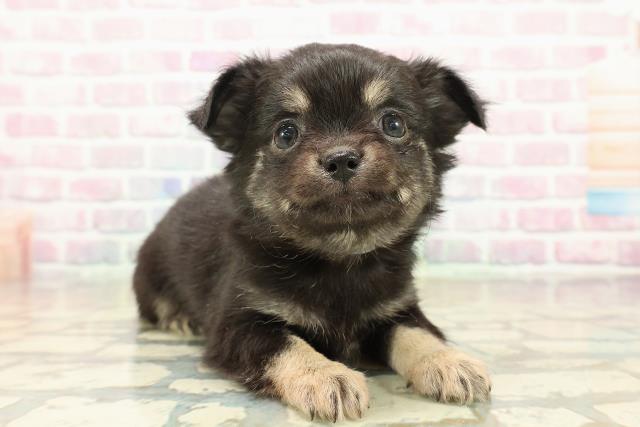 北海道のチワワ(ロング) (Coo&RIKU帯広店/2025年10月20日生まれ/男の子/ブラックタン)の子犬の3枚目の画像