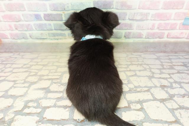 北海道のチワワ(ロング) (Coo&RIKU帯広店/2025年10月20日生まれ/男の子/ブラックタン)の子犬の4枚目の画像