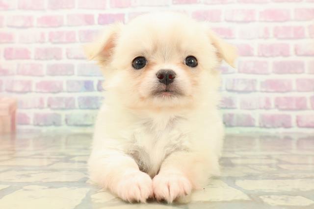 チワワ(ロングコート)