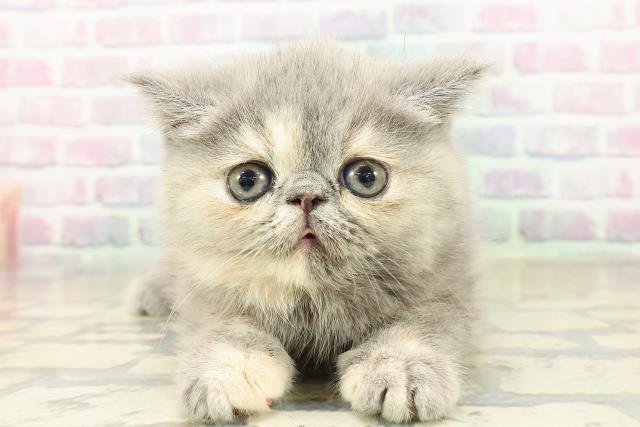 東京都のエキゾチック (Coo&RIKU広尾店/2025年10月18日生まれ/女の子/ブルークリーム)の子猫の1枚目の画像