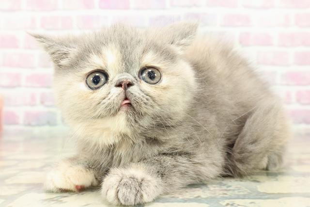 東京都のエキゾチック (Coo&RIKU広尾店/2025年10月18日生まれ/女の子/ブルークリーム)の子猫の2枚目の画像