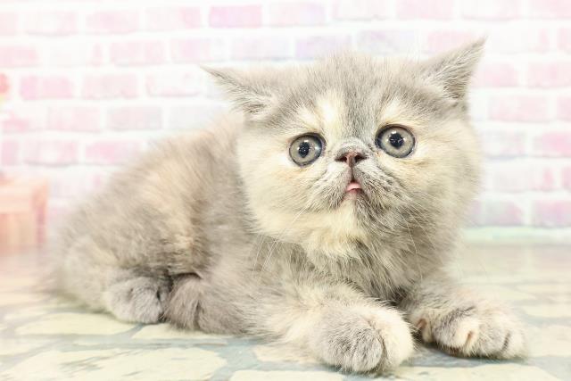 東京都のエキゾチック (Coo&RIKU広尾店/2025年10月18日生まれ/女の子/ブルークリーム)の子猫の3枚目の画像