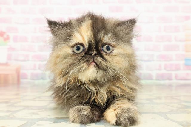 千葉県のエキゾチック (Coo&RIKU流山店/2025年10月18日生まれ/女の子/トーティーシェル)の子猫の1枚目の画像