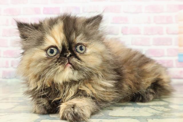 千葉県のエキゾチック (Coo&RIKU流山店/2025年10月18日生まれ/女の子/トーティーシェル)の子猫の2枚目の画像