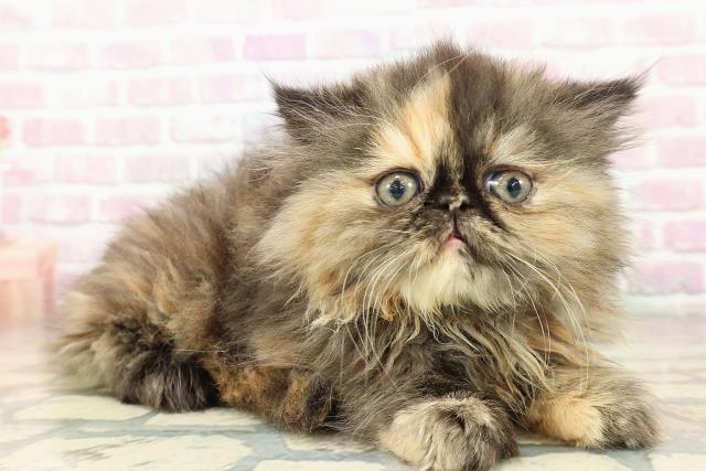 千葉県のエキゾチック (Coo&RIKU流山店/2025年10月18日生まれ/女の子/トーティーシェル)の子猫の3枚目の画像