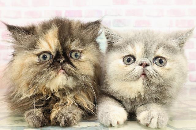 千葉県のエキゾチック (Coo&RIKU流山店/2025年10月18日生まれ/女の子/トーティーシェル)の子猫の4枚目の画像