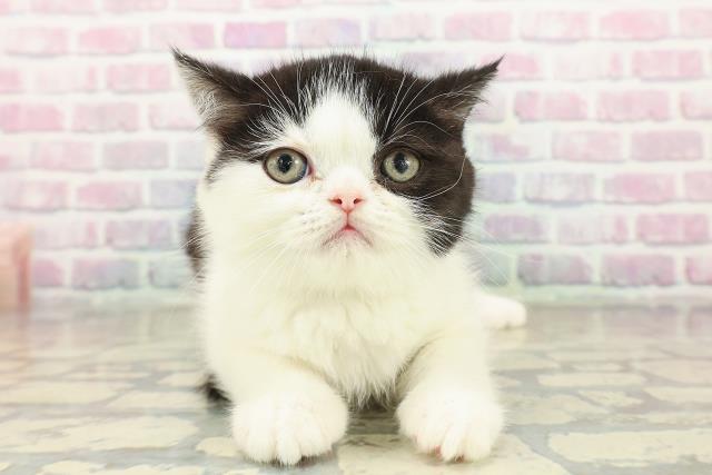 埼玉県のエキゾチック (Coo&RIKU岩槻店/2025年10月18日生まれ/男の子/ブラックホワイト)の子猫の1枚目の画像