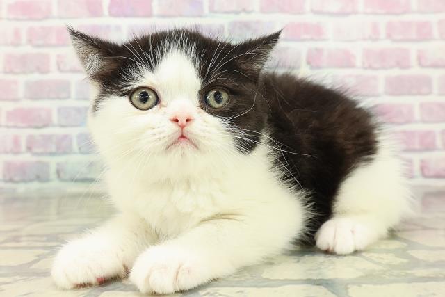 埼玉県のエキゾチック (Coo&RIKU岩槻店/2025年10月18日生まれ/男の子/ブラックホワイト)の子猫の2枚目の画像