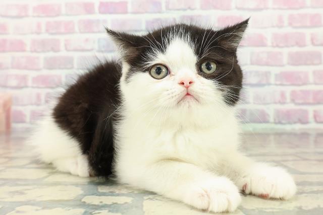 埼玉県のエキゾチック (Coo&RIKU岩槻店/2025年10月18日生まれ/男の子/ブラックホワイト)の子猫の3枚目の画像