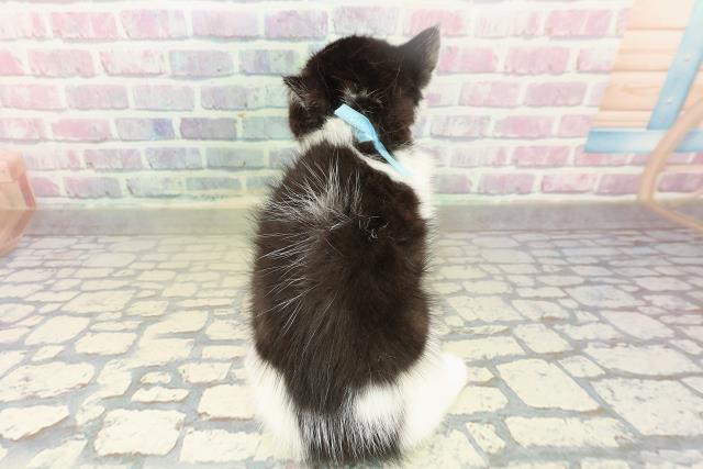 埼玉県のエキゾチック (Coo&RIKU岩槻店/2025年10月18日生まれ/男の子/ブラックホワイト)の子猫の4枚目の画像