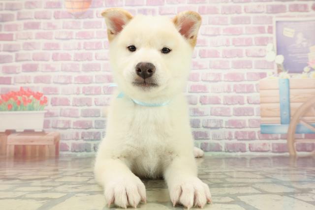 埼玉県の柴犬(標準サイズ) (Coo&RIKU川越店/2025年10月14日生まれ/男の子/白)の子犬