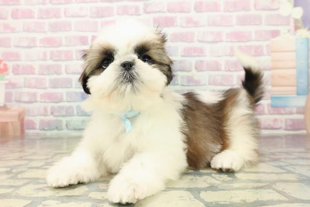 北海道のシーズー (Coo&RIKU苫小牧店/2025年10月18日生まれ/男の子/ホワイトゴールド)の子犬の2枚目の画像