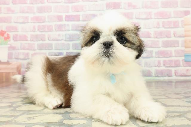 北海道のシーズー (Coo&RIKU苫小牧店/2025年10月18日生まれ/男の子/ホワイトゴールド)の子犬の3枚目の画像