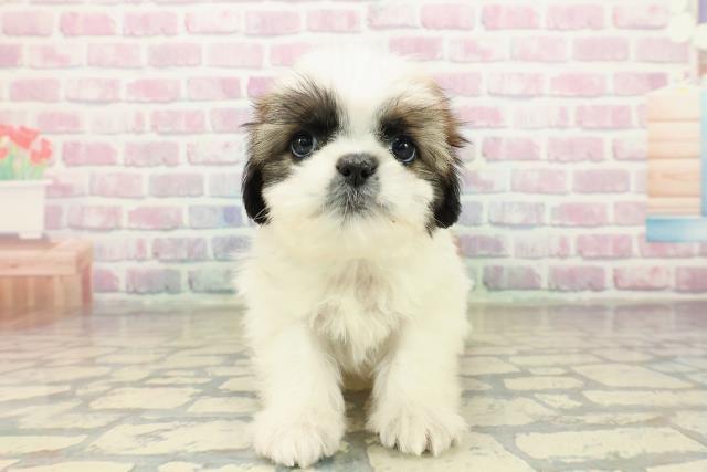 北海道のシーズー (Coo&RIKU札幌東店/2025年10月18日生まれ/男の子/ホワイトゴールド)の子犬の1枚目の画像