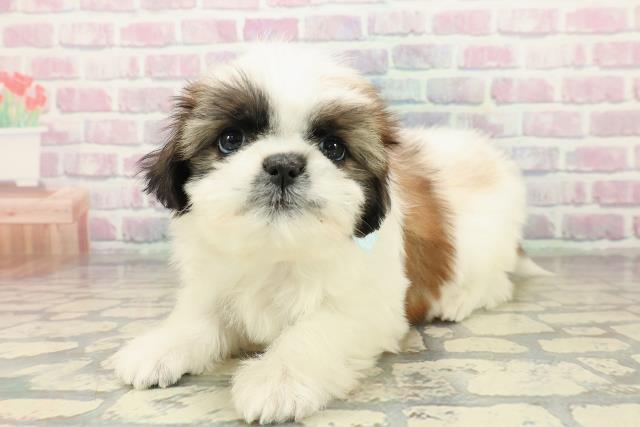 北海道のシーズー (Coo&RIKU札幌東店/2025年10月18日生まれ/男の子/ホワイトゴールド)の子犬の2枚目の画像