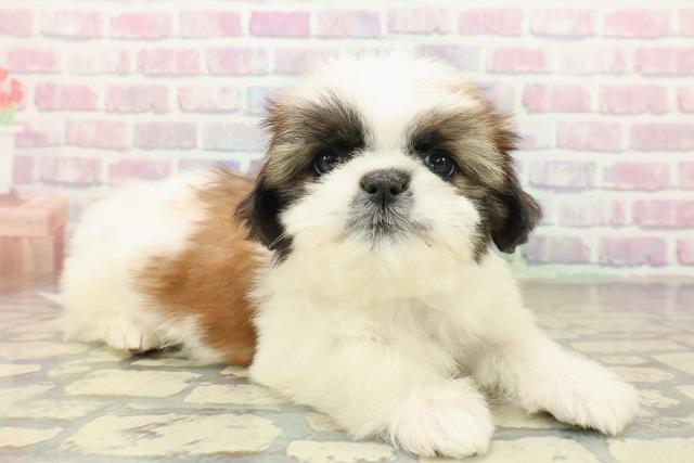 北海道のシーズー (Coo&RIKU札幌東店/2025年10月18日生まれ/男の子/ホワイトゴールド)の子犬の3枚目の画像