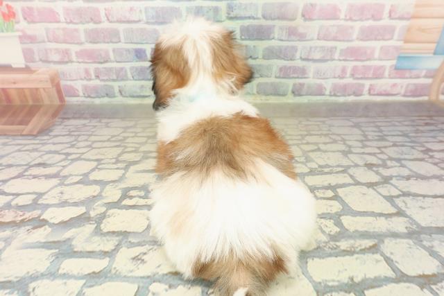 北海道のシーズー (Coo&RIKU札幌東店/2025年10月18日生まれ/男の子/ホワイトゴールド)の子犬の4枚目の画像