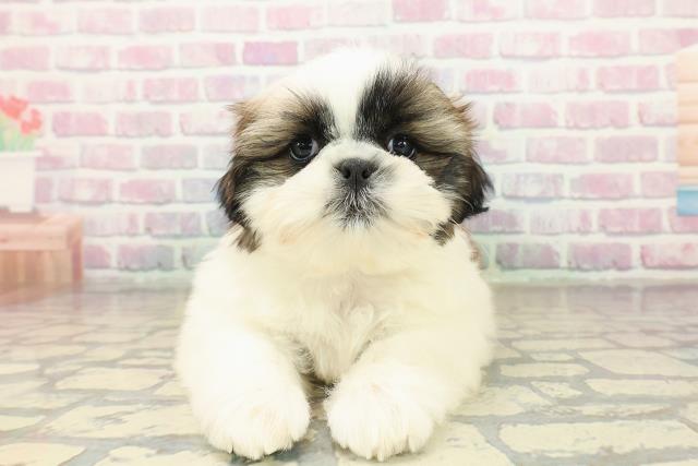 北海道のシーズー (Coo&RIKU帯広店/2025年10月18日生まれ/男の子/ホワイトゴールド)の子犬の1枚目の画像