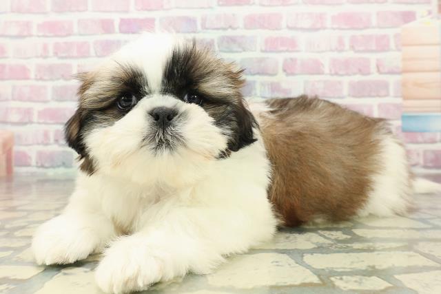 北海道のシーズー (Coo&RIKU帯広店/2025年10月18日生まれ/男の子/ホワイトゴールド)の子犬の2枚目の画像