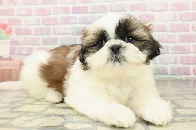 北海道のシーズー (Coo&RIKU帯広店/2025年10月18日生まれ/男の子/ホワイトゴールド)の子犬の3枚目の画像