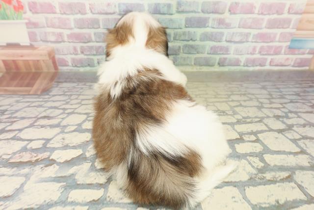 北海道のシーズー (Coo&RIKU帯広店/2025年10月18日生まれ/男の子/ホワイトゴールド)の子犬の4枚目の画像