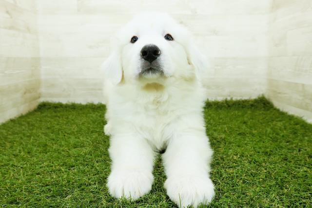 新潟県のグレートピレニーズ (Coo&RIKU新潟西店/2025年10月20日生まれ/男の子/ホワイト)の子犬