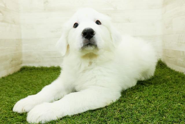 新潟県のグレートピレニーズ (Coo&RIKU新潟西店/2025年10月20日生まれ/男の子/ホワイト)の子犬の2枚目の画像