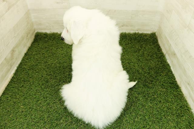 新潟県のグレートピレニーズ (Coo&RIKU新潟西店/2025年10月20日生まれ/男の子/ホワイト)の子犬の4枚目の画像