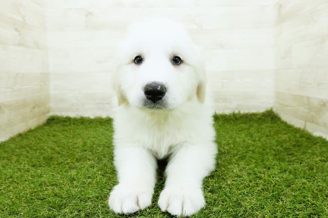 福井県のグレートピレニーズ (Coo&RIKU福井店/2025年10月20日生まれ/男の子/ホワイト)の子犬の1枚目の画像