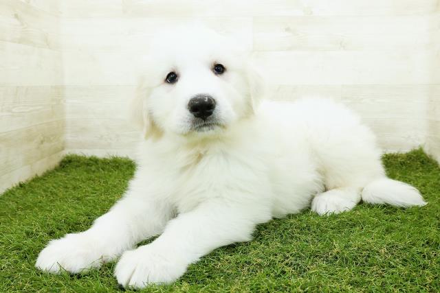 福井県のグレートピレニーズ (Coo&RIKU福井店/2025年10月20日生まれ/男の子/ホワイト)の子犬の2枚目の画像