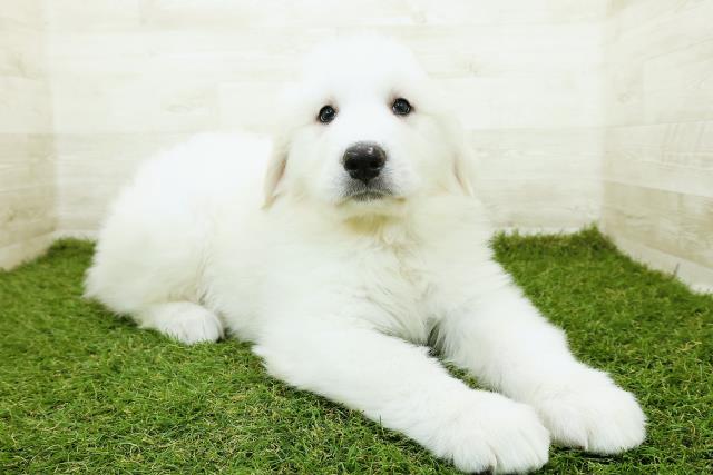 福井県のグレートピレニーズ (Coo&RIKU福井店/2025年10月20日生まれ/男の子/ホワイト)の子犬の3枚目の画像
