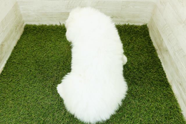 福井県のグレートピレニーズ (Coo&RIKU福井店/2025年10月20日生まれ/男の子/ホワイト)の子犬の4枚目の画像